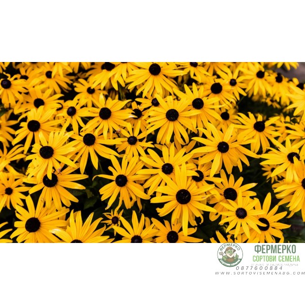 Рудбекия Rudbeckia hirta