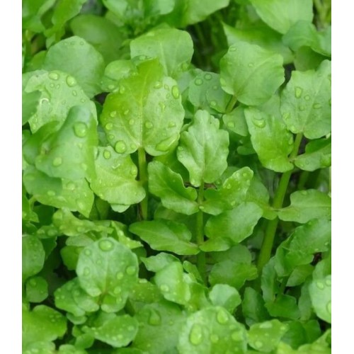 Воден крес / Nasturtium officinale