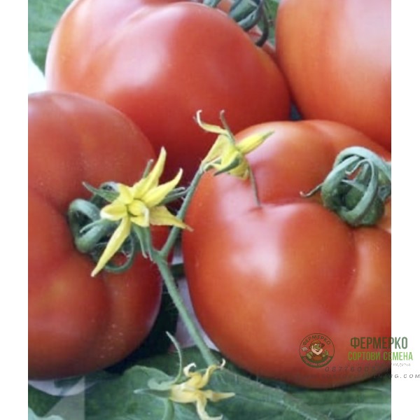 Домати Камена Гео F1