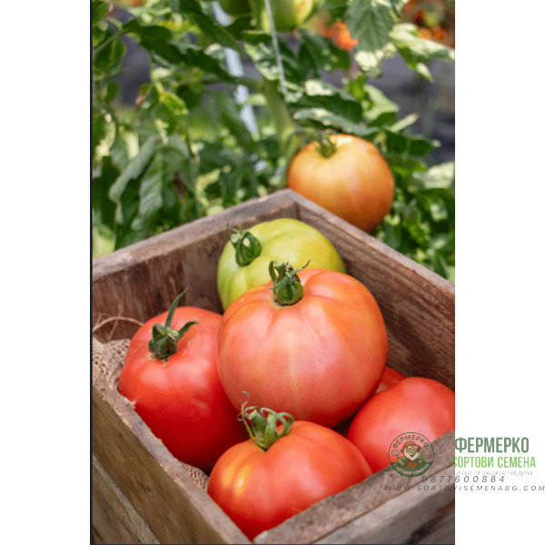 Домати Сандеро F1 Sandero F1