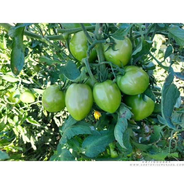 Домати Сандеро F1 Sandero F1