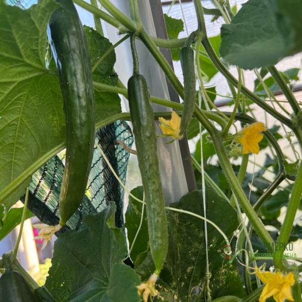 Краставици Хирошима F1