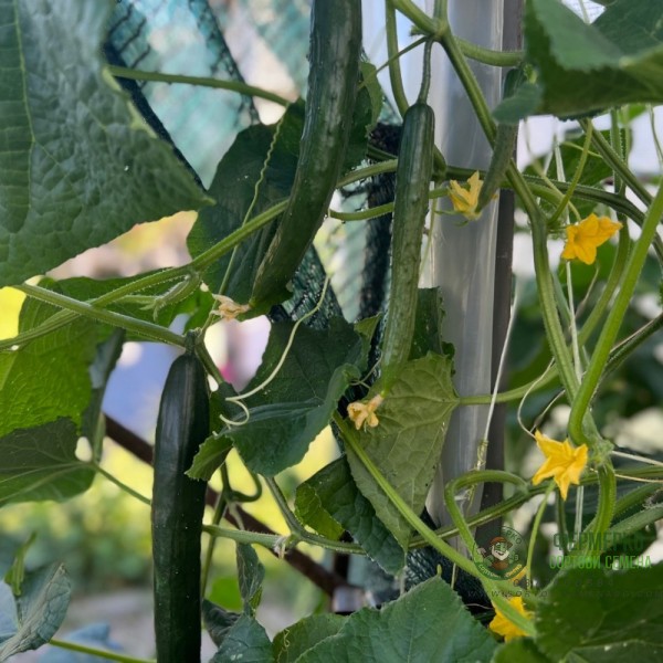 Краставици Хирошима F1