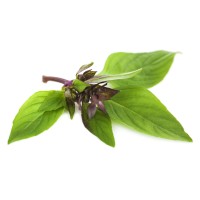 Босилек Анасонов / Basilico Liquirizia