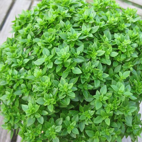 Босилек Дребнолистен / Basilico foglia fine verde