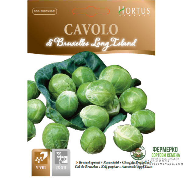Брюкселско зеле Лонг Айлънд