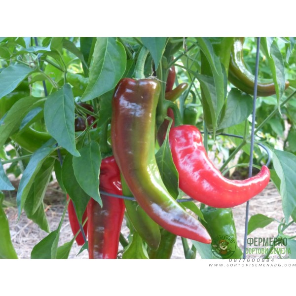 Пипер Червен Биволски рог Corno Di Toro