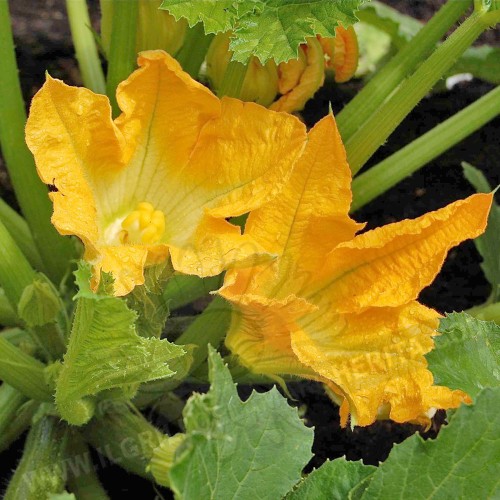 Цветове от Тиквичка / Zucchino da Fiore