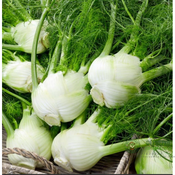 Финокио (Резене) Мамут