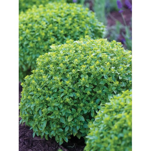 Босилек Дребнолистен / Basilico foglia fine verde