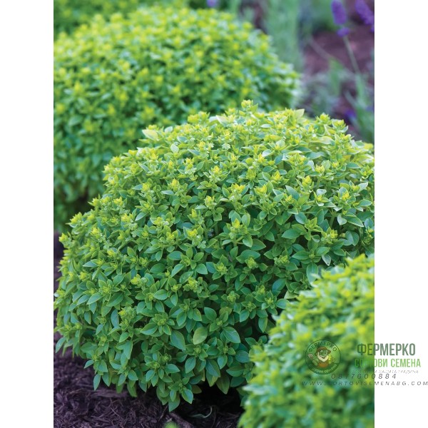 Босилек Гръцки мини Greco a palla