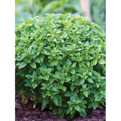 Босилек Дребнолистен / Basilico foglia fine verde
