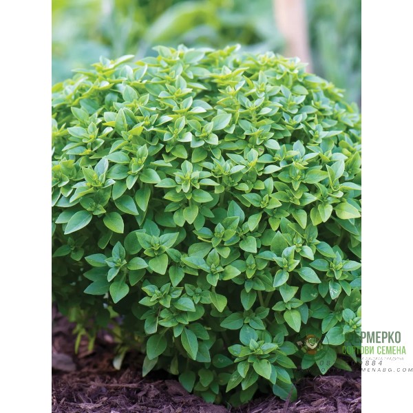 Босилек Гръцки мини Greco a palla