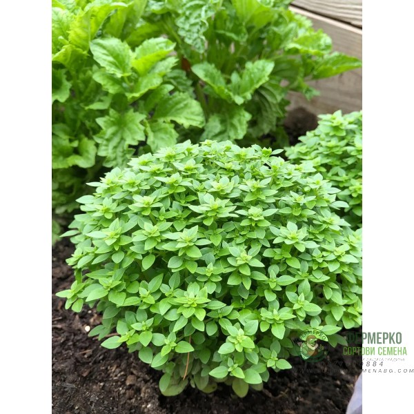 Босилек Гръцки мини Greco a palla