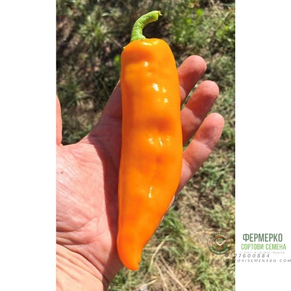 Пипер Жълт Биволски рог Corno Di Toro