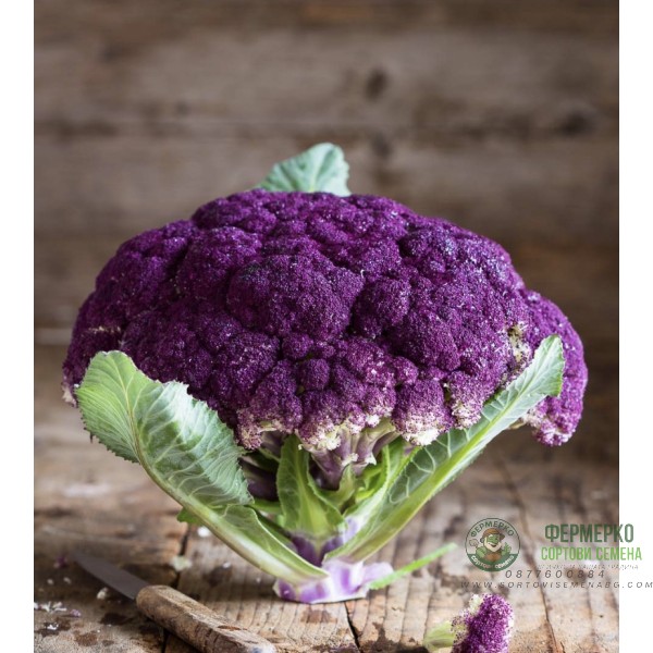 Карфиол Сицилиански Виолетов Di Sicilia Violetto