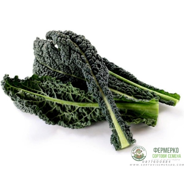 Кейл черен тоскански Nero di Toscana