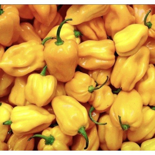 Лют Пипер Хабанеро Жълт / Peperoncino Habanero Giallo