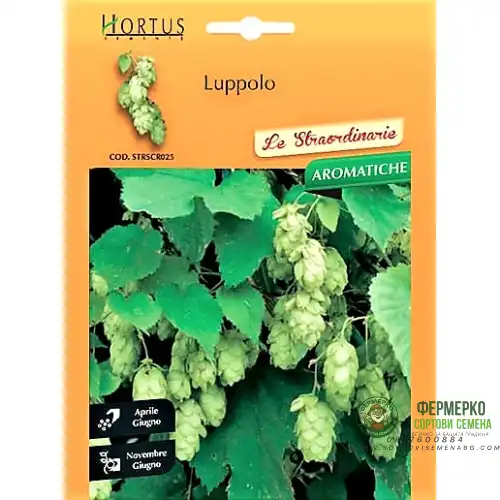 Обикновен хмел / Luppolo