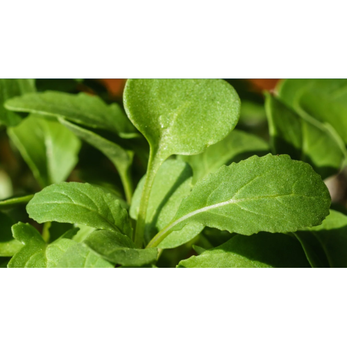 Рукола / Rucola Coltivata