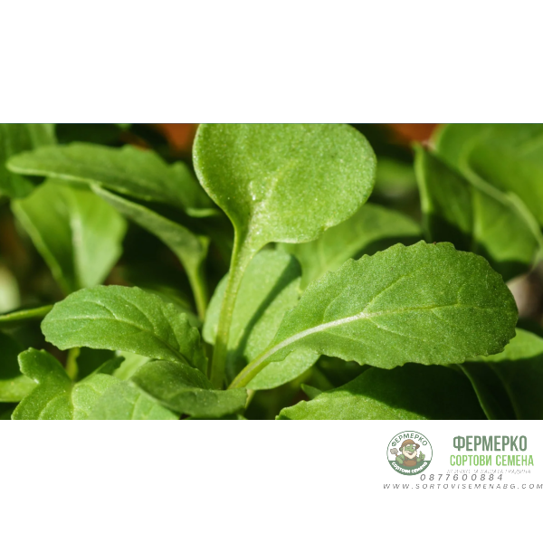 Рукола Rucola Coltivata Рукола Rucola Coltivata