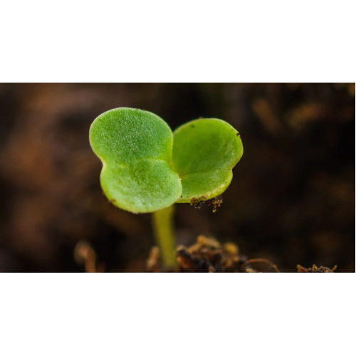 Рукола / Rucola Coltivata