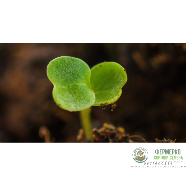 Рукола Rucola Coltivata Рукола Rucola Coltivata