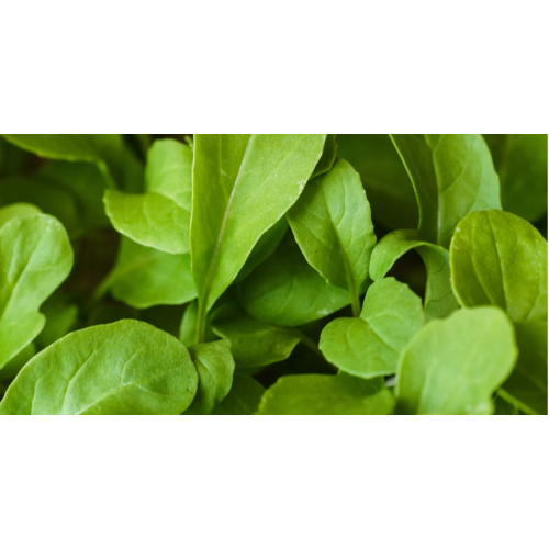 Рукола / Rucola Coltivata