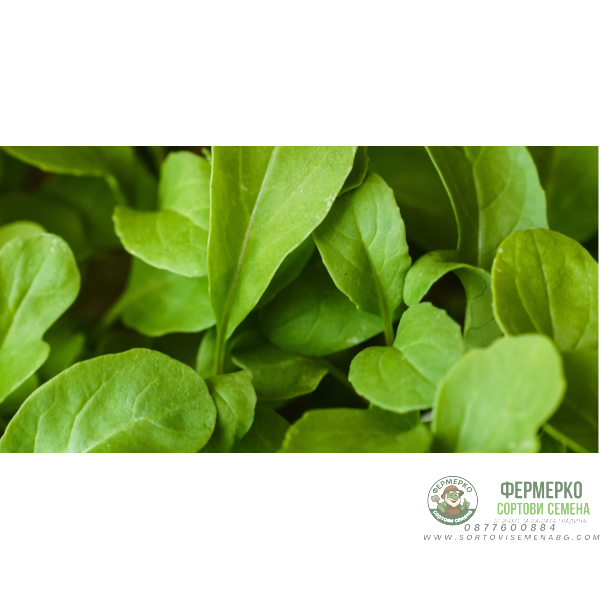 Рукола Rucola Coltivata Рукола Rucola Coltivata