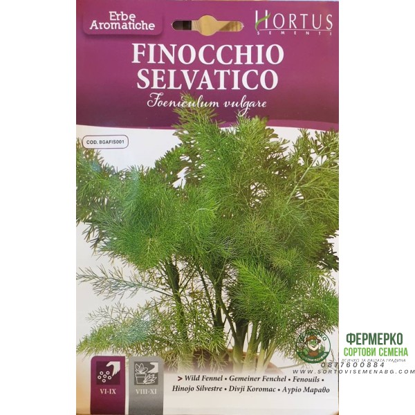 Семена от Див копър (Резене) Foeniculum vulgare