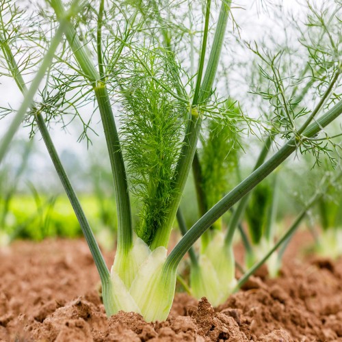 Семена от Див копър (Резене) / Foeniculum vulgare