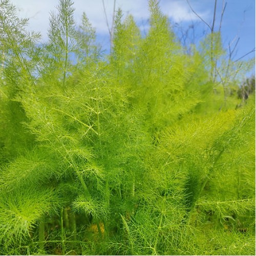 Семена от Див копър (Резене) / Foeniculum vulgare