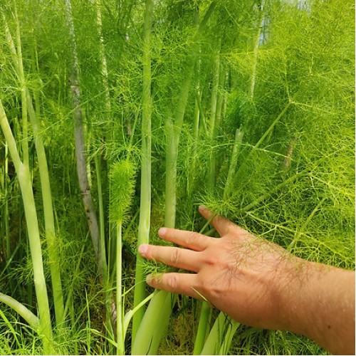 Семена от Див копър (Резене) / Foeniculum vulgare