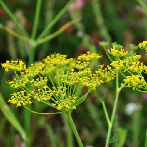 Семена от Див копър (Резене) / Foeniculum vulgare
