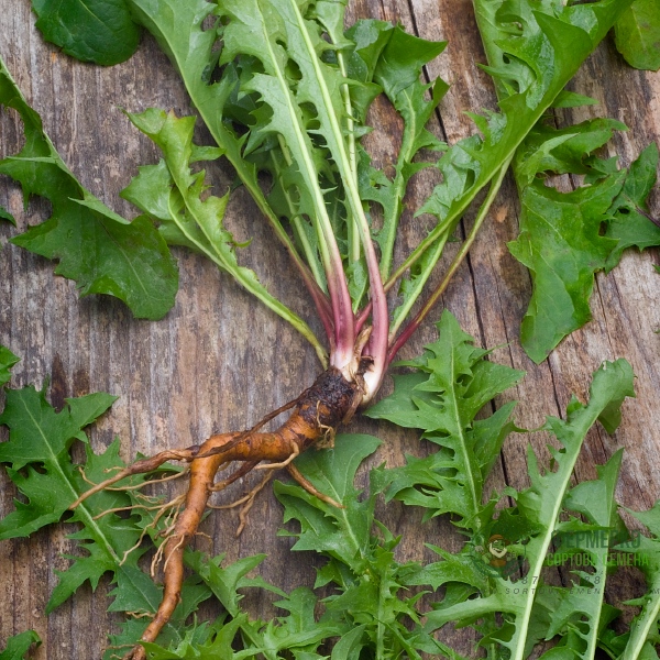 Семена от Глухарче Taraxacum officinalis