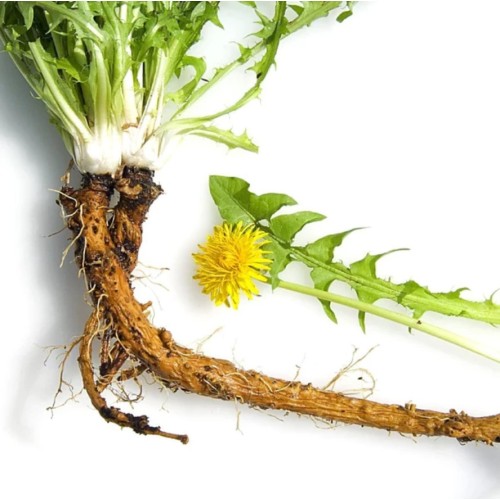 Семена от Глухарче / Taraxacum officinalis