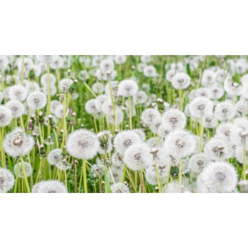 Семена от Глухарче / Taraxacum officinalis