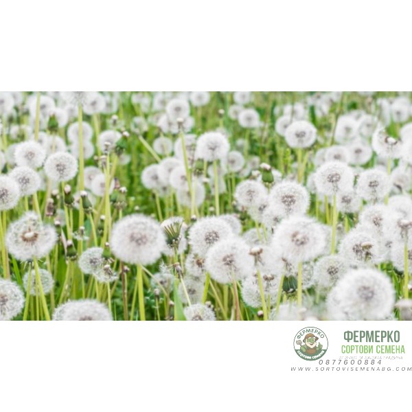 Семена от Глухарче Taraxacum officinalis