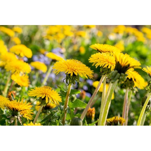 Семена от Глухарче / Taraxacum officinalis