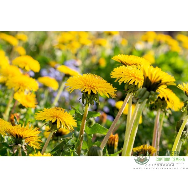 Семена от Глухарче Taraxacum officinalis