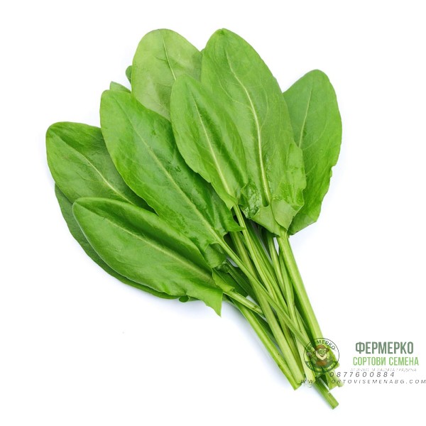 Семена от Киселец Rumex acetosa