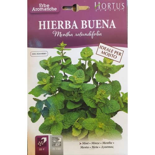 Семена от Мента (Ябълкова) / Mentha rotundifolia