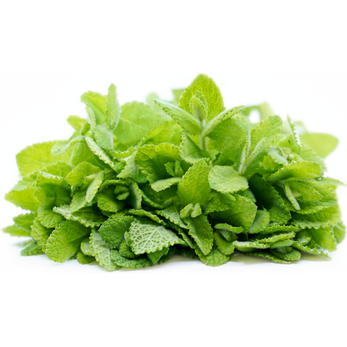 Семена от Мента (Ябълкова) / Mentha rotundifolia
