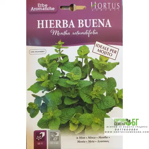 Семена от Мента (Ябълкова) / Mentha rotundifolia