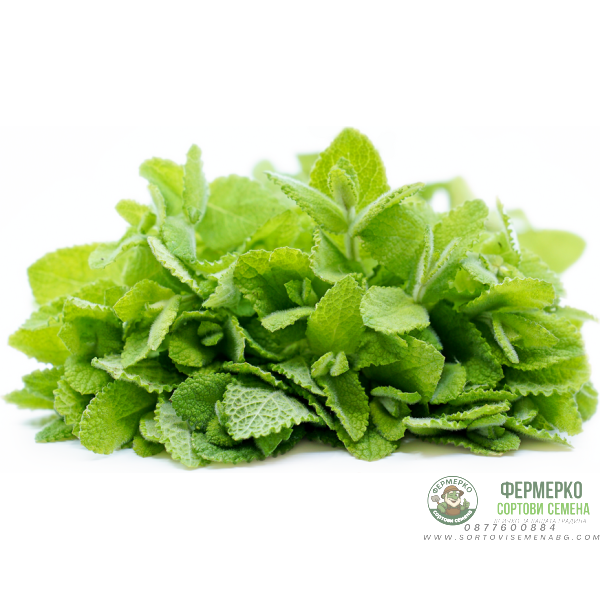Семена от Мента (Ябълкова) Mentha rotundifolia