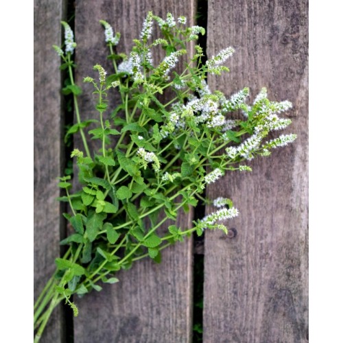 Семена от Мента (Ябълкова) / Mentha rotundifolia