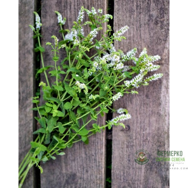Семена от Мента (Ябълкова) Mentha rotundifolia