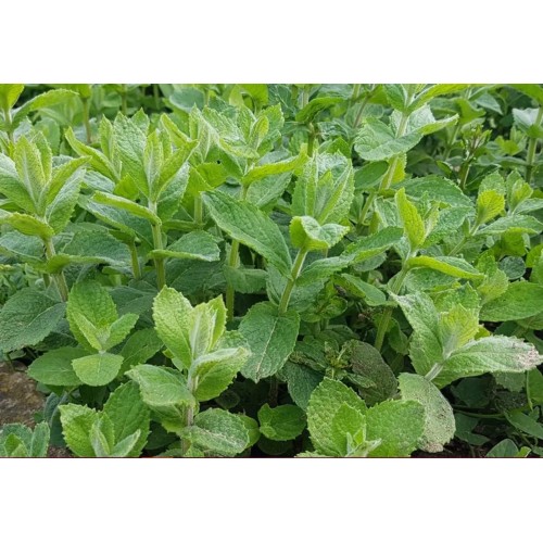 Семена от Мента (Ябълкова) / Mentha rotundifolia