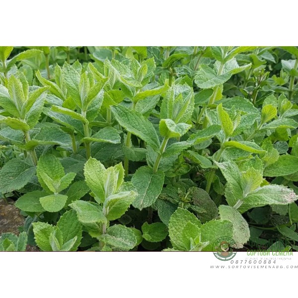 Семена от Мента (Ябълкова) Mentha rotundifolia