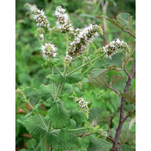Семена от Мента (Ябълкова) / Mentha rotundifolia